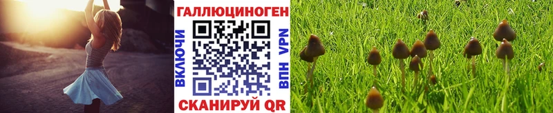 цены   Карабулак  Псилоцибиновые грибы Psilocybe 